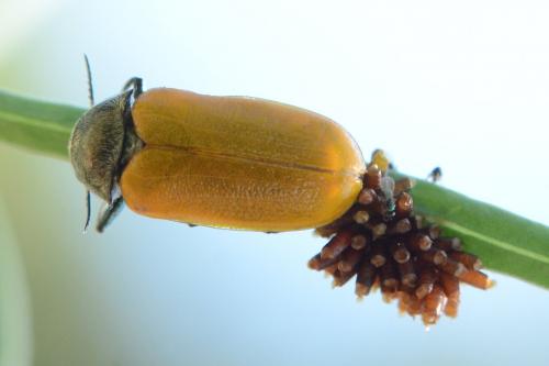 Réf. 261 619 : Labidostomis sp.